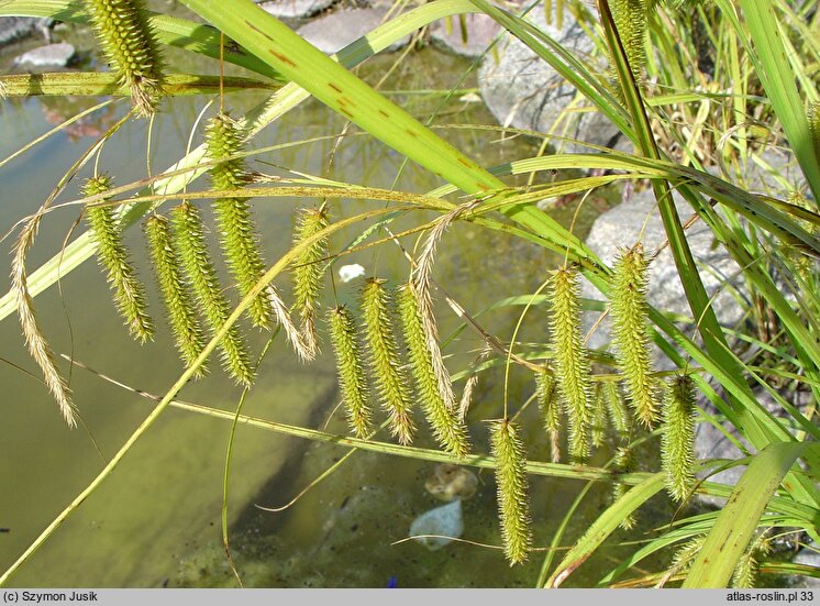 Carex pseudocyperus (turzyca nibyciborowata)