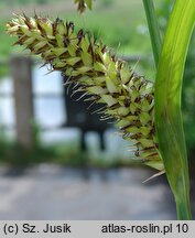 Carex riparia (turzyca brzegowa)