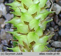 Carex rostrata (turzyca dzióbkowata)