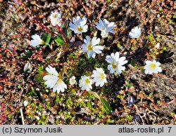 Cerastium arcticum