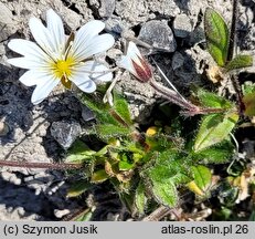 Cerastium arcticum