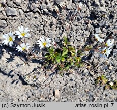 Cerastium arcticum