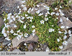 Cerastium arcticum