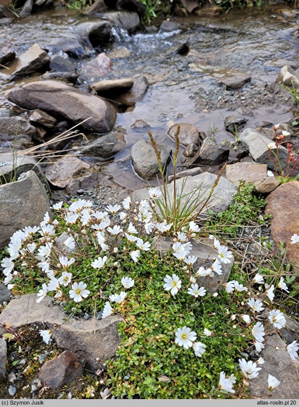 Cerastium arcticum