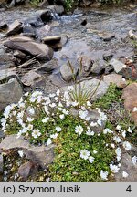 Cerastium arcticum