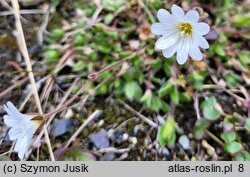 Cerastium arcticum