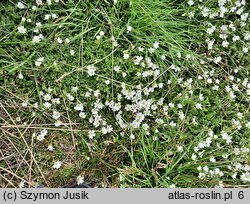 Cerastium arcticum