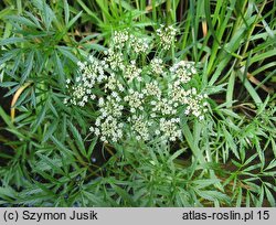 Cicuta virosa (szalej jadowity)