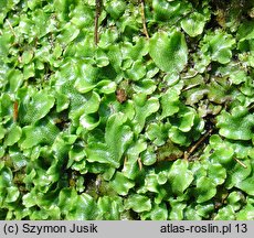 Conocephalum conicum (stożka ostrokrężna)