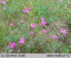 Dianthus deltoides (goździk kropkowany)