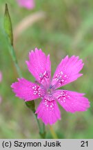 Dianthus deltoides (goździk kropkowany)