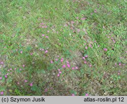 Dianthus deltoides (goździk kropkowany)