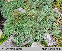 Dianthus petraeus (goździk skalny)