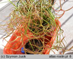 Drosera binata