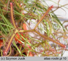 Drosera binata