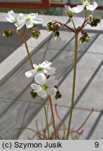 Drosera binata