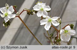 Drosera binata