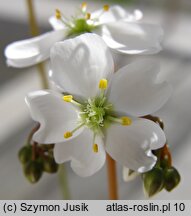 Drosera binata