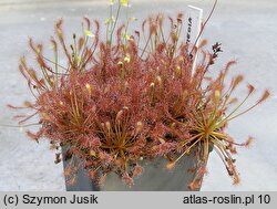 Drosera intermedia (rosiczka pośrednia)