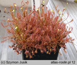 Drosera intermedia (rosiczka pośrednia)