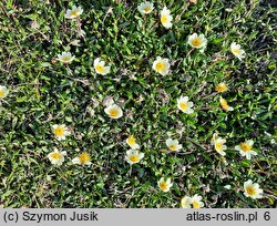 Dryas octopetala (dębik ośmiopłatkowy)