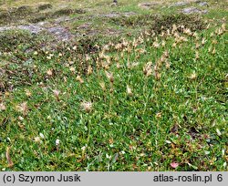 Dryas octopetala (dębik ośmiopłatkowy)