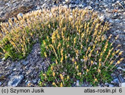 Dryas octopetala (dębik ośmiopłatkowy)