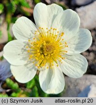 Dryas octopetala (dębik ośmiopłatkowy)