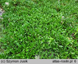 Dryas octopetala (dębik ośmiopłatkowy)