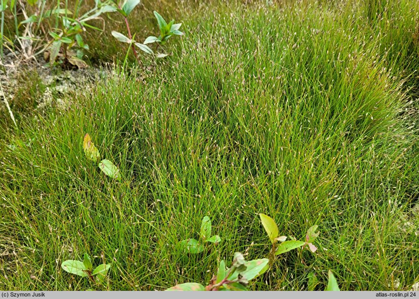 Eleocharis acicularis (ponikło igłowate)