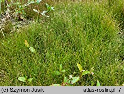 Eleocharis acicularis (ponikło igłowate)