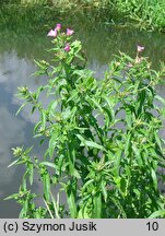 Epilobium hirsutum (wierzbownica kosmata)