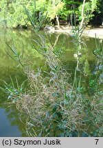 Epilobium hirsutum (wierzbownica kosmata)