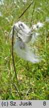 Eriophorum angustifolium (wełnianka wąskolistna)