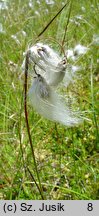 Eriophorum angustifolium (wełnianka wąskolistna)