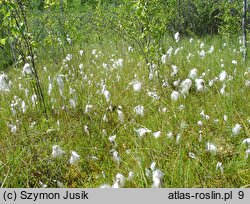 Eriophorum angustifolium (wełnianka wąskolistna)