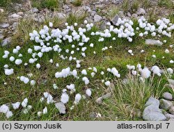 Eriophorum scheuchzeri