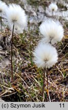 Eriophorum scheuchzeri