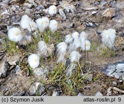 Eriophorum scheuchzeri