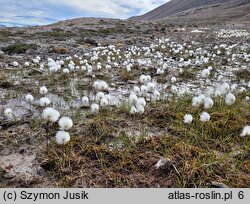 Eriophorum scheuchzeri