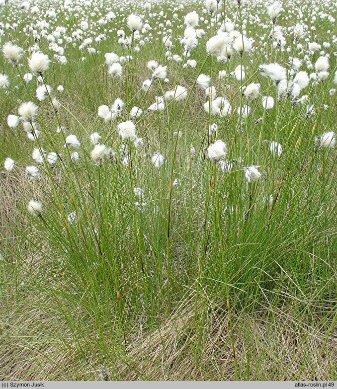 Eriophorum vaginatum (wełnianka pochwowata)