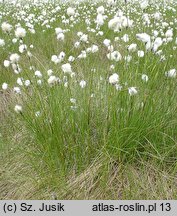 Eriophorum vaginatum (wełnianka pochwowata)