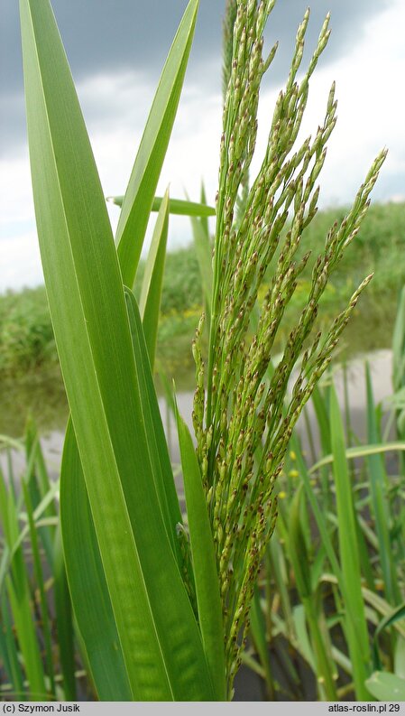 Glyceria maxima (manna mielec)