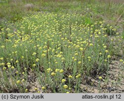 Helichrysum arenarium (kocanki piaskowe)