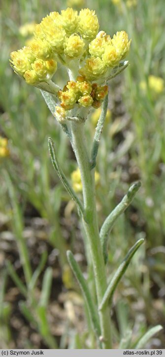 Helichrysum arenarium (kocanki piaskowe)