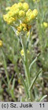 Helichrysum arenarium (kocanki piaskowe)