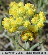 Helichrysum arenarium (kocanki piaskowe)