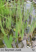 Hippuris vulgaris (przęstka pospolita)