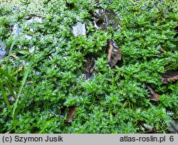 Hottonia palustris (okrężnica bagienna)