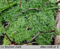 Hottonia palustris (okrężnica bagienna)